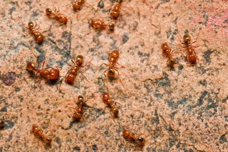 Fire ant control
