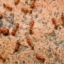 Fire Ant Control thumbnail